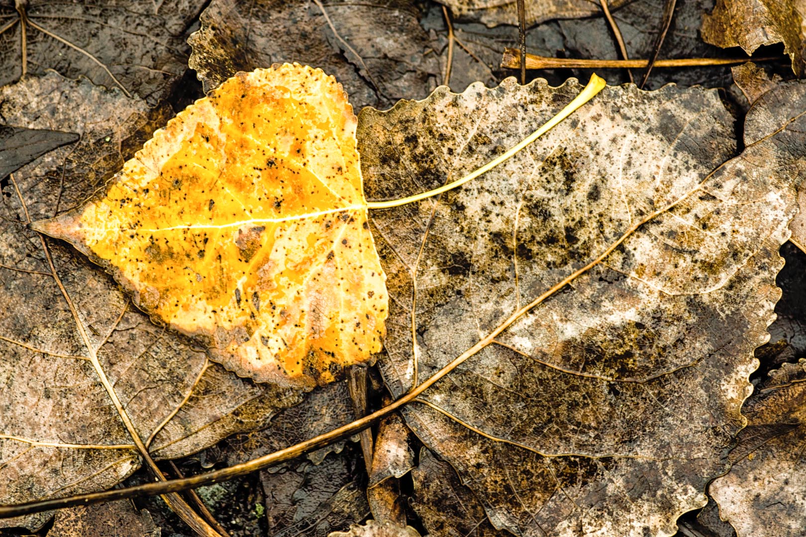 Melancholischer Herbst