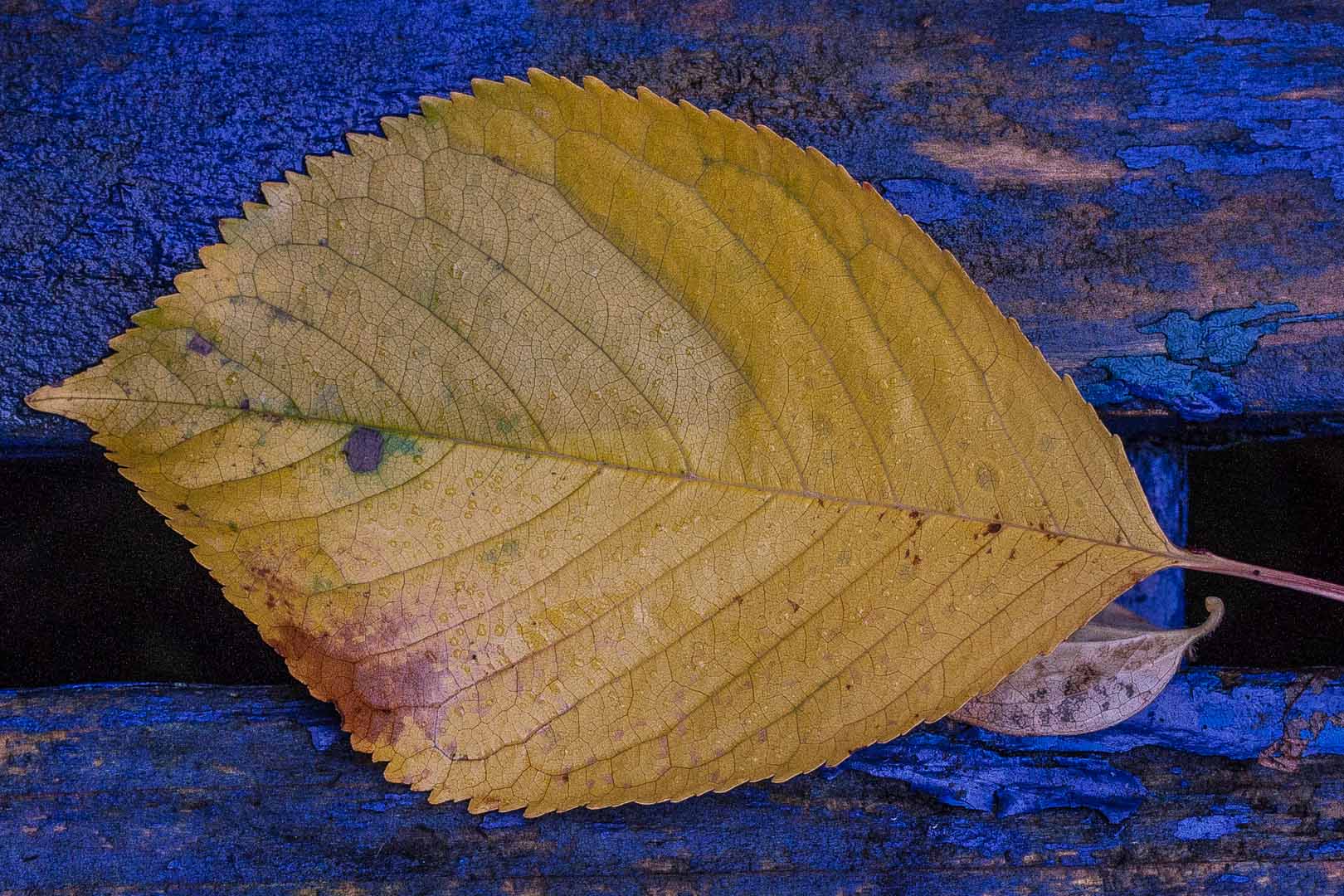Der herbstliche Garten
