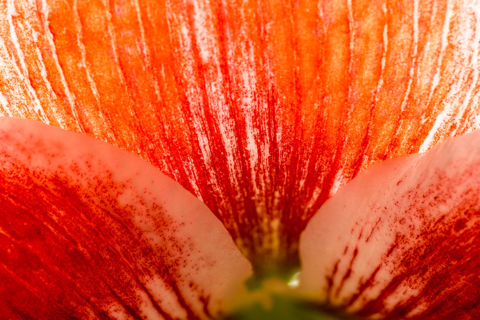 Amaryllis Amaryllis