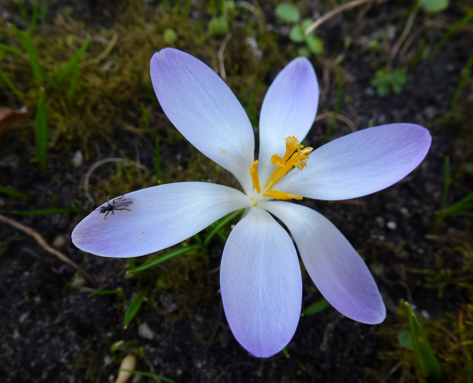 Frühlingsboten Frühlingsboten