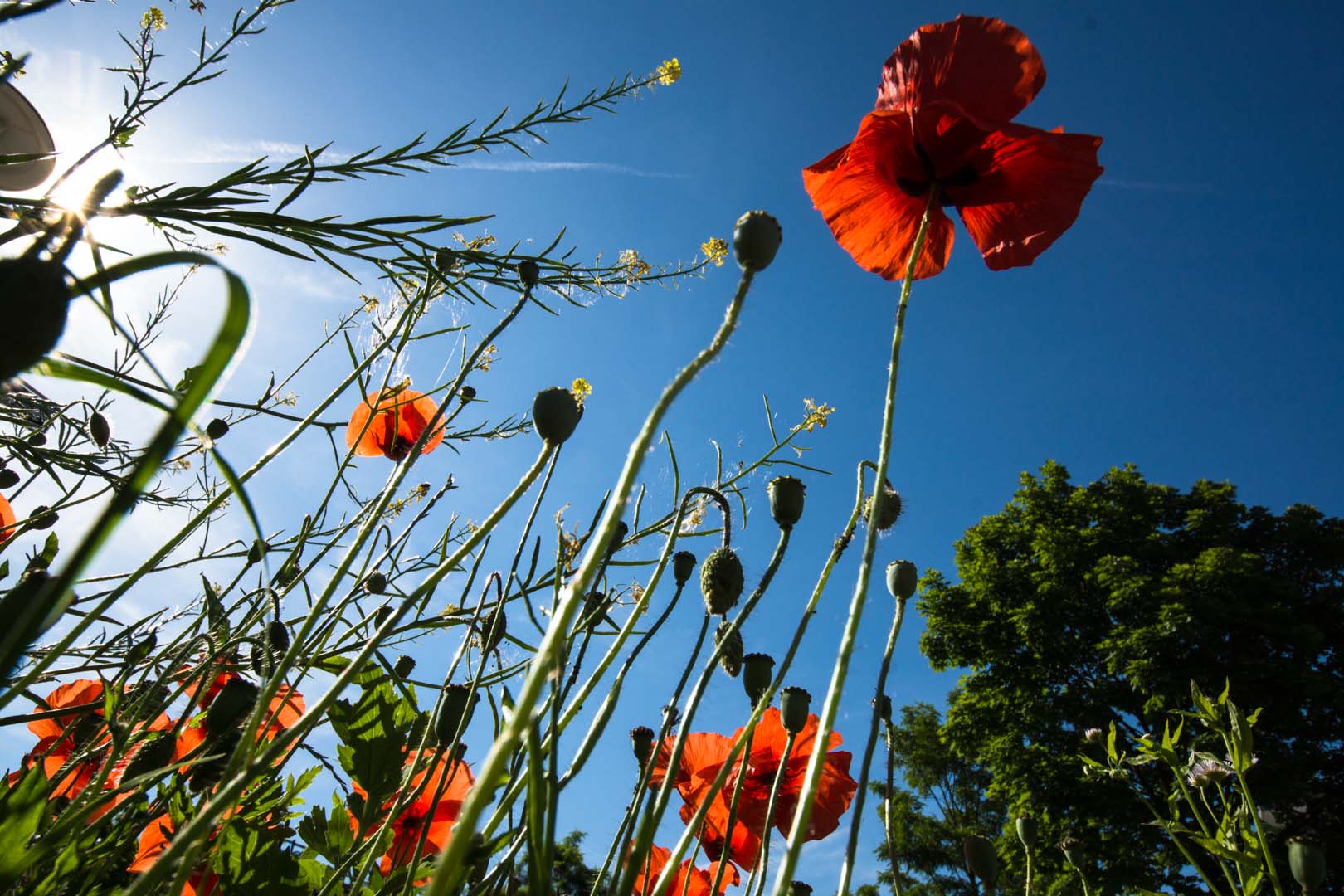 Der Sommer ist da