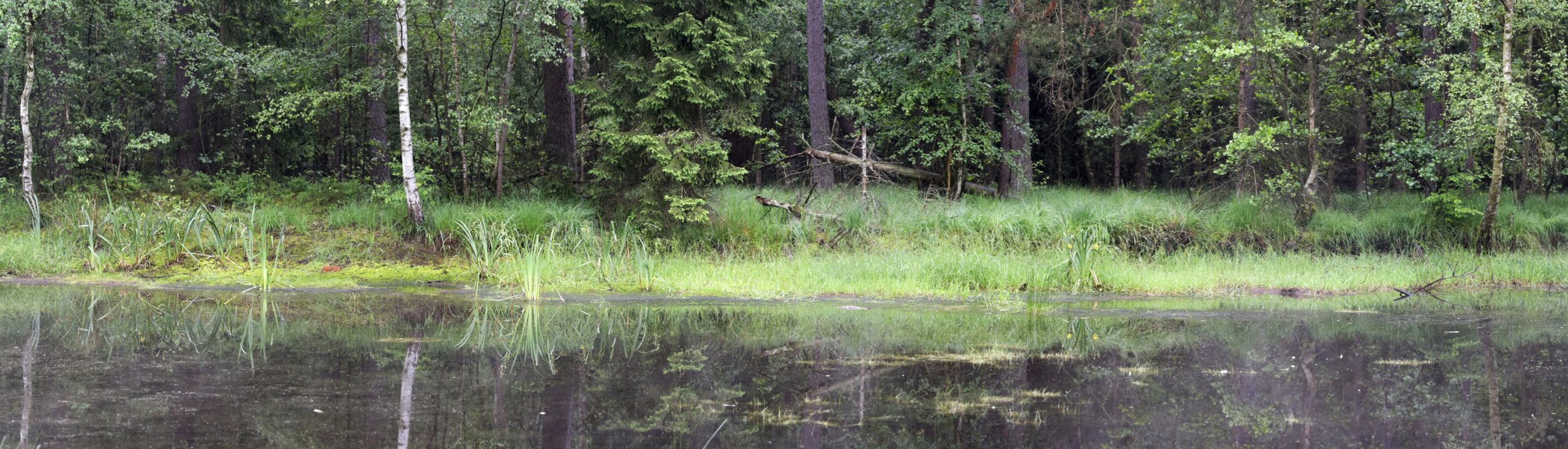 Der „Froschreiher“ am Froschweiher