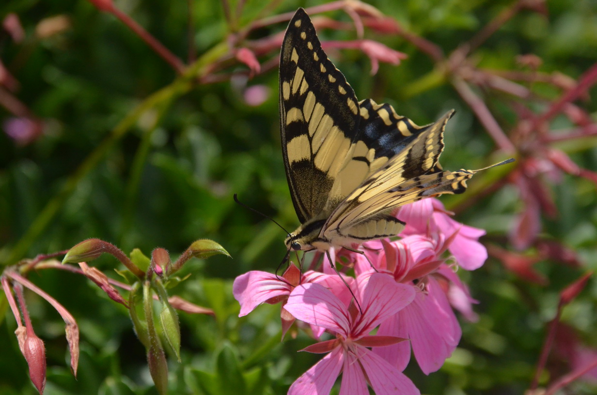 Insekten