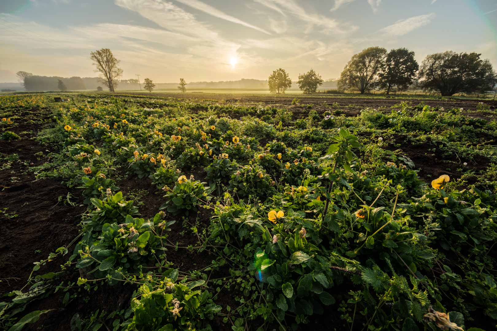 Sonnenaufgang bei Neunhof