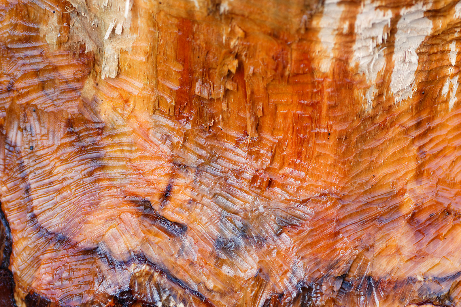 Sylvio Kosse Foto und Videokreis Erlangen