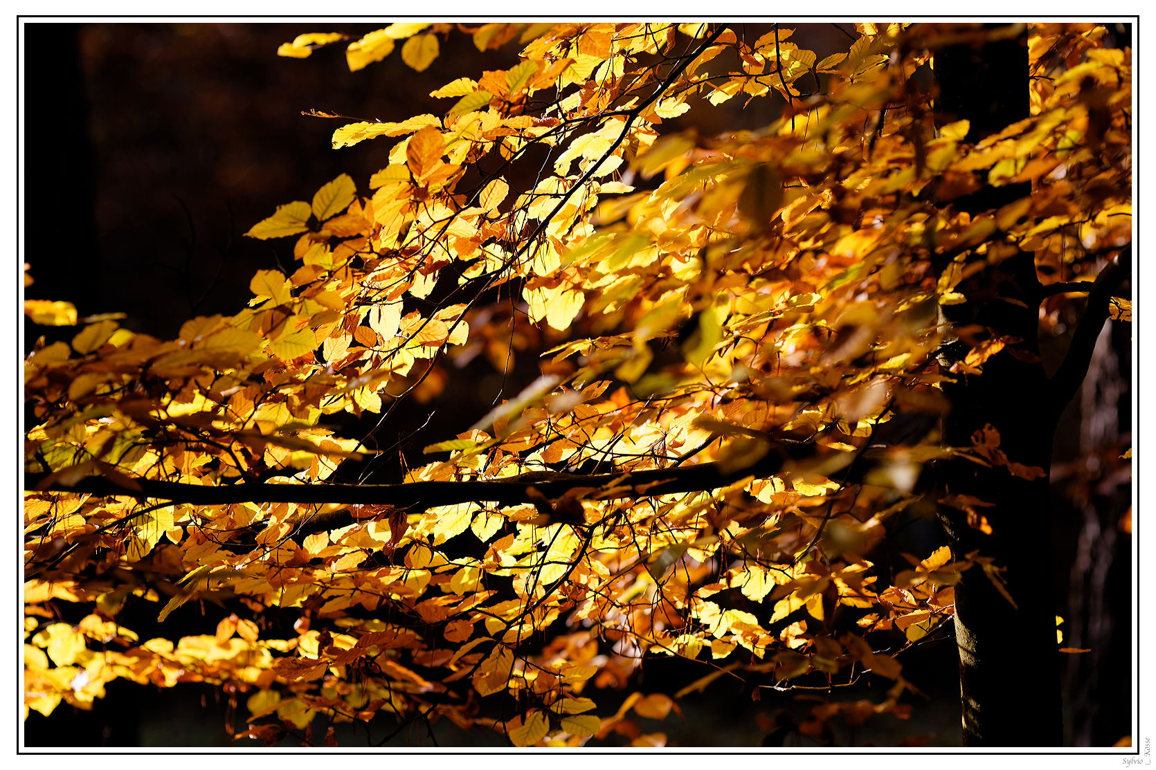Herbst