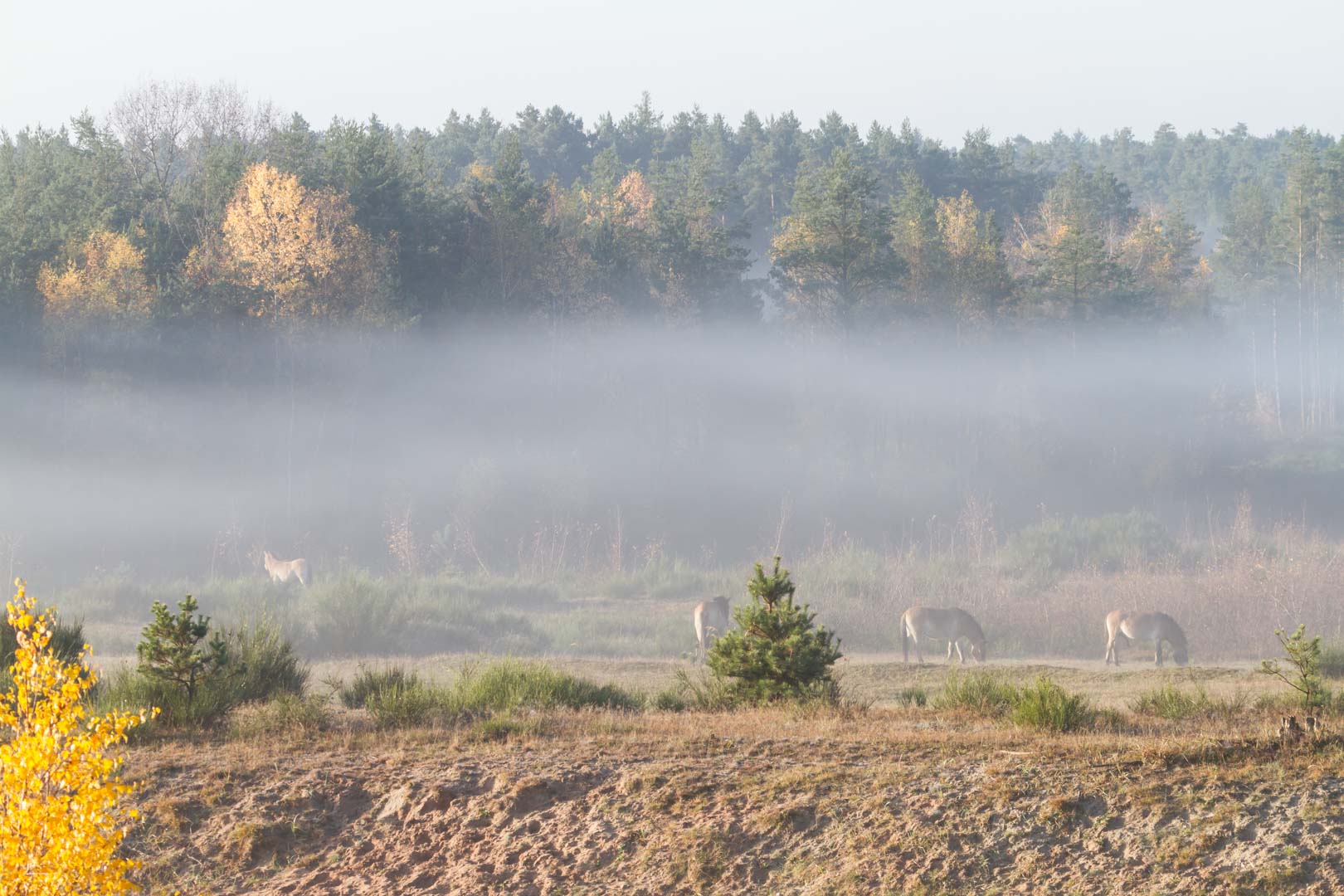 Herbststimmung bei den Urwildpferden