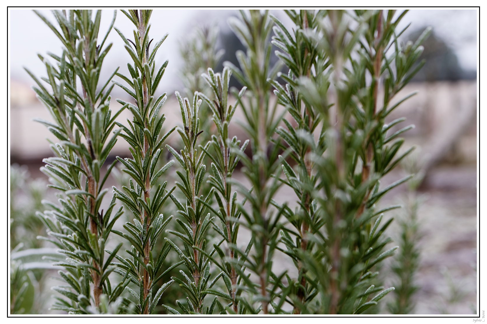 Januarmorgen