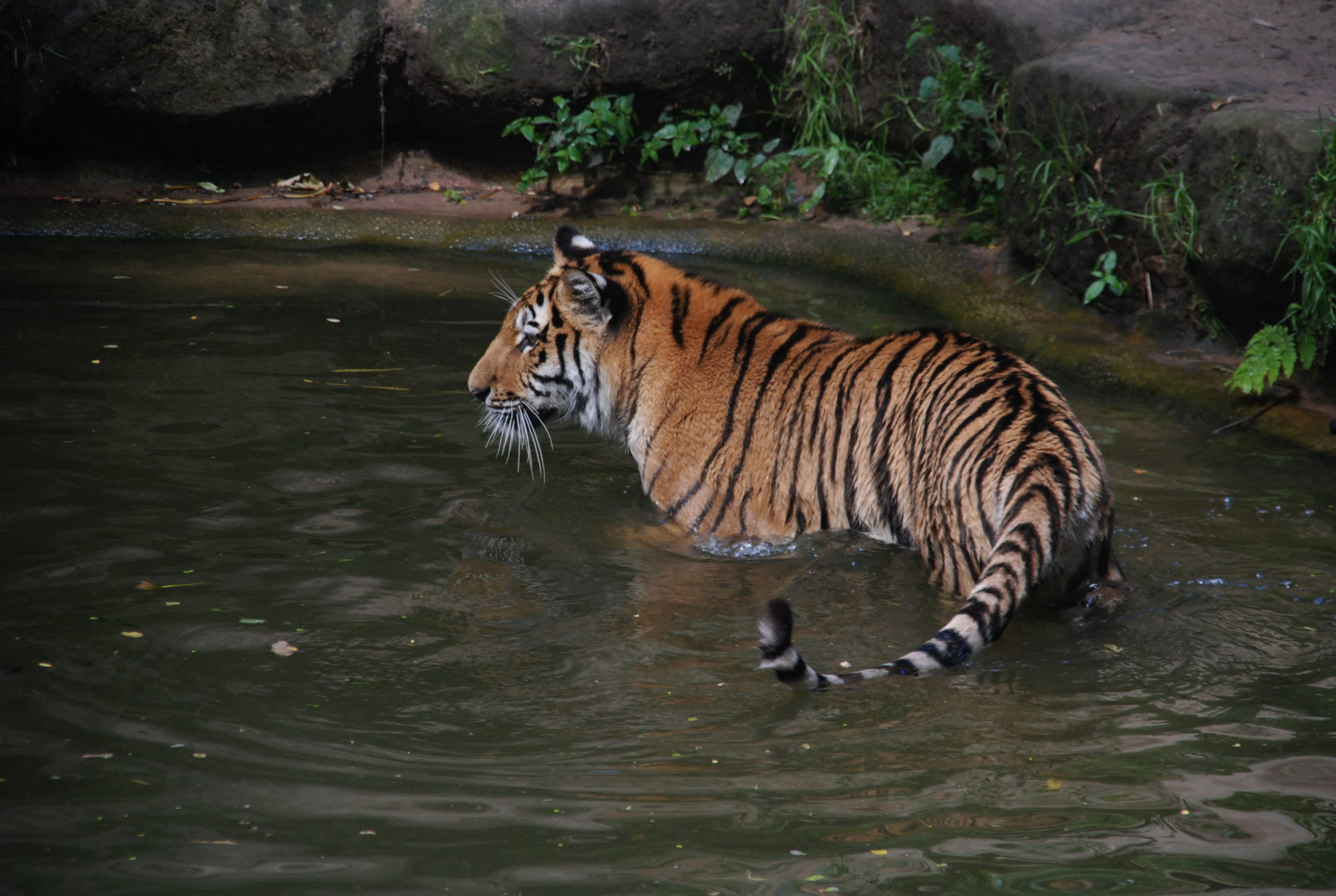 Tierpark-Nürnberg