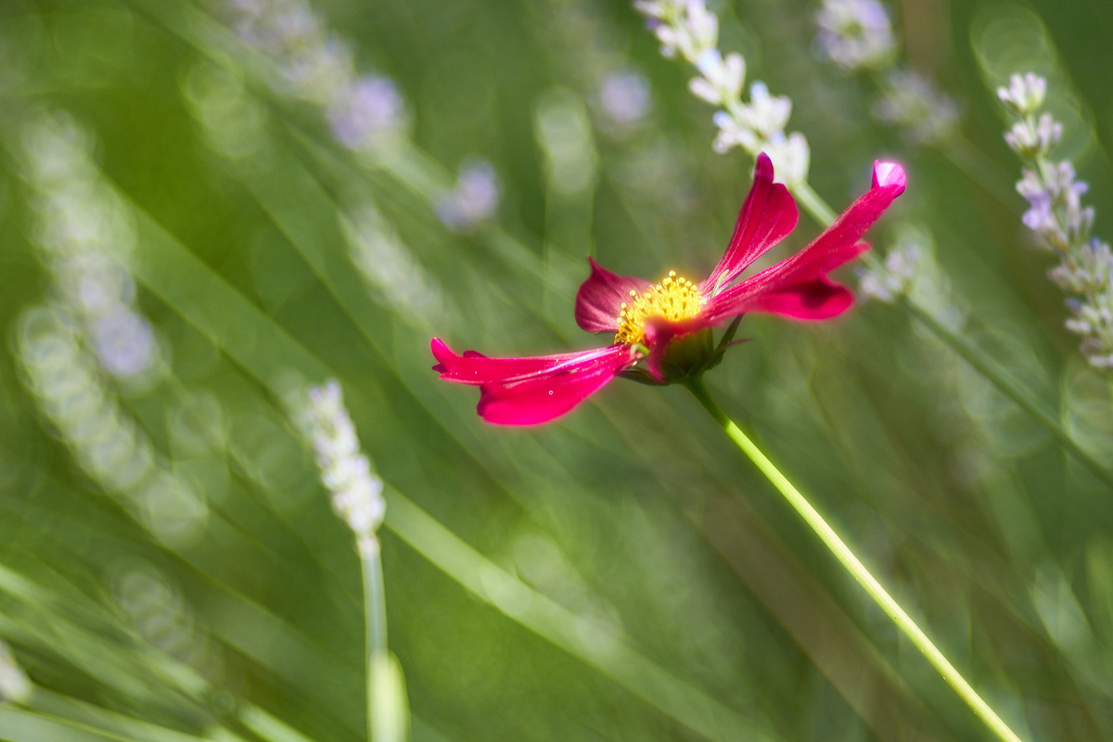 Trioplan 100 f2.8