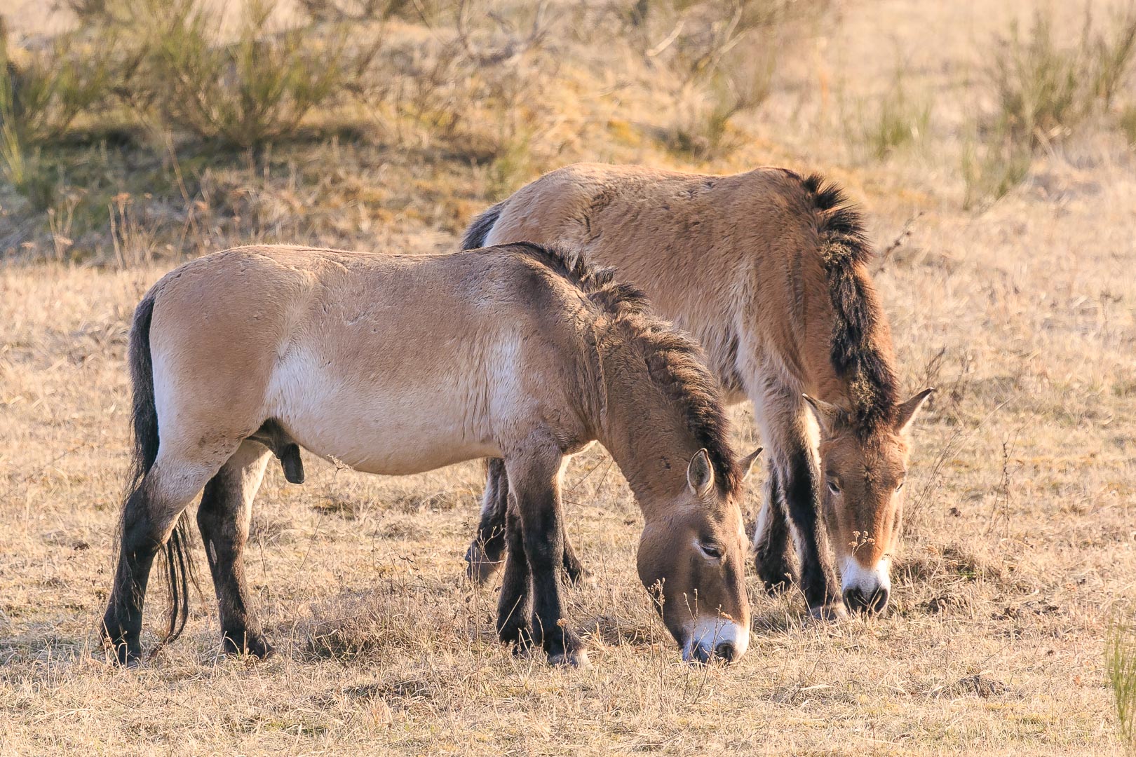 Przewalski Wildpferde im März