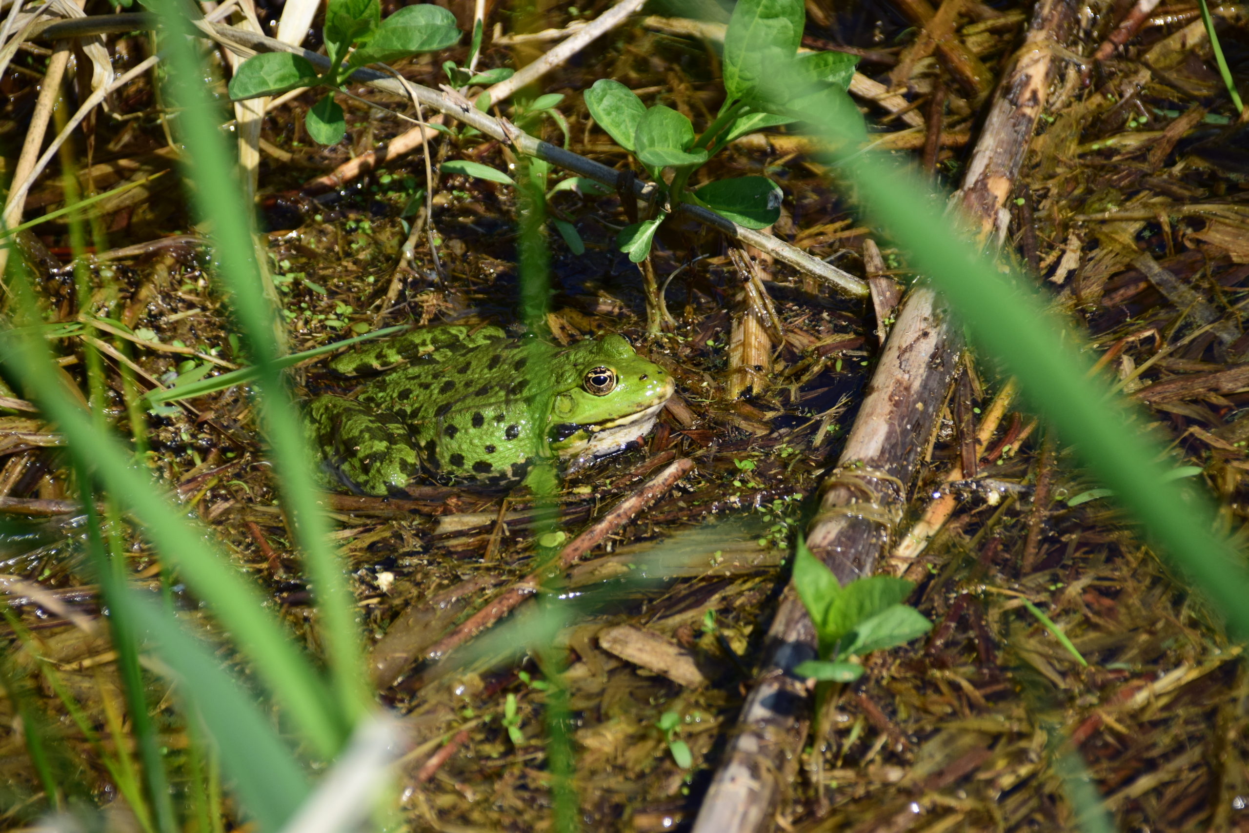Frösche am Dechsendorfer Weiher