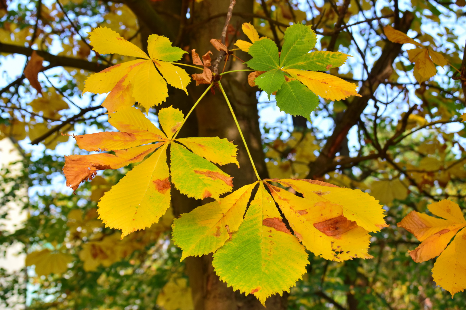 Herbstfarben Herbstfarben