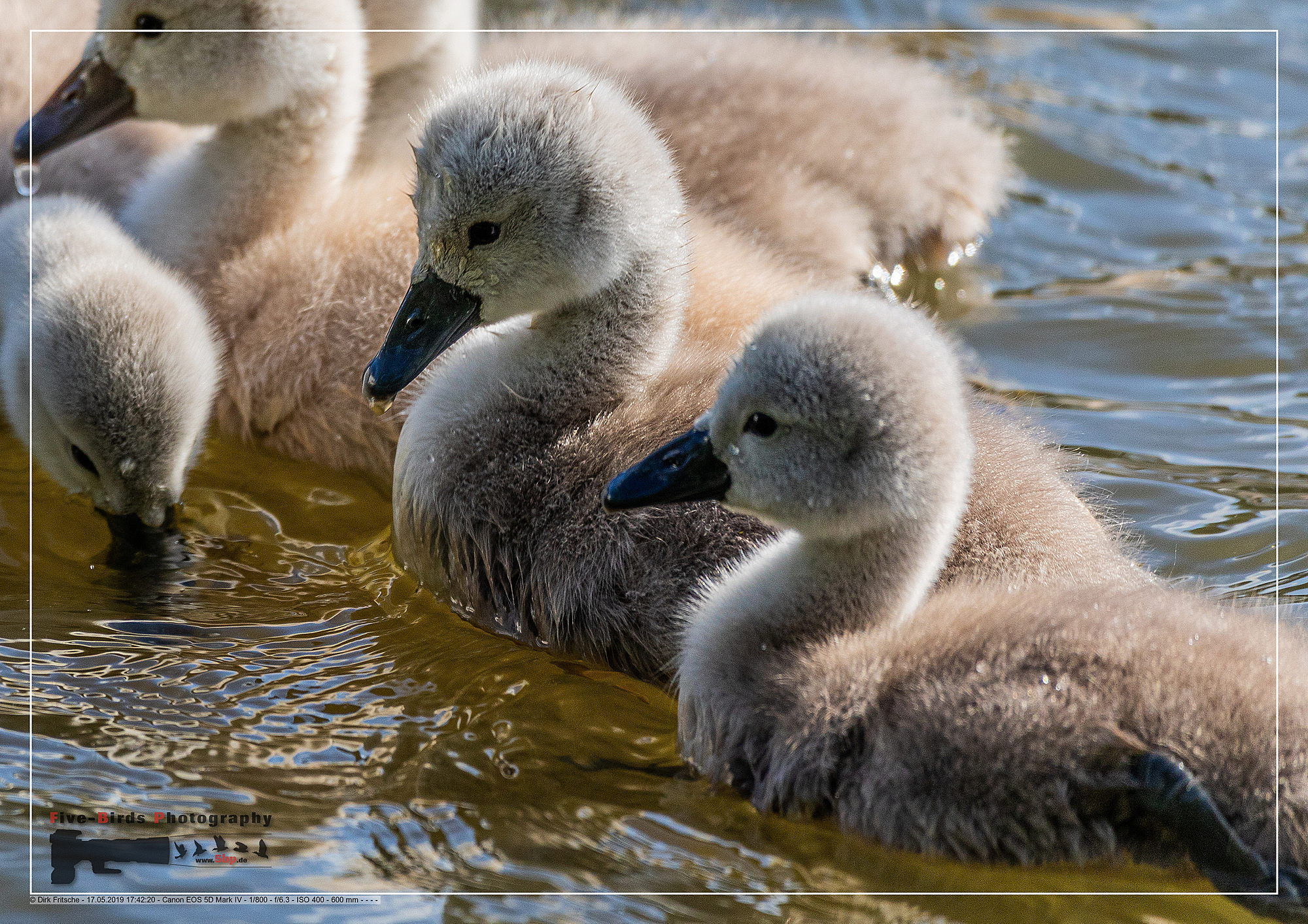 Vögel in Erlangen und Umgebung Vögel in Erlangen und Umgebung