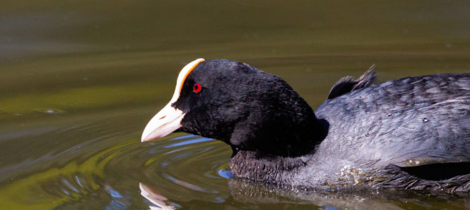 Wasservögel in Dechsendorf