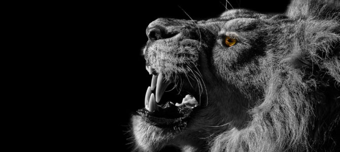 Animals in Black