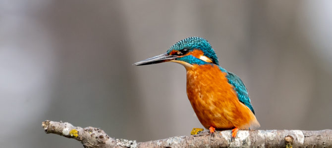 Vogelfotografie – Der Eisvogel