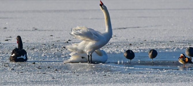 Winter am Dechsendorfer Weiher