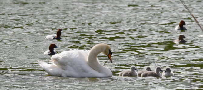 Junges Leben am Dechsendorfer Weiher