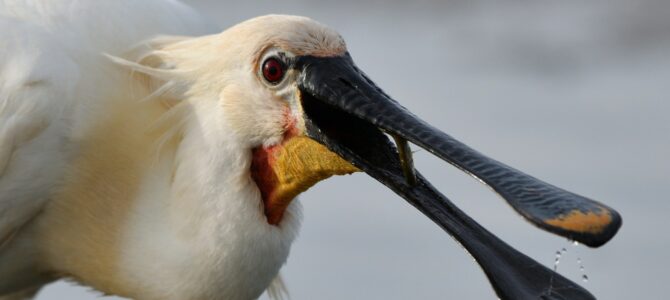 Vogelfotografie auf Texel
