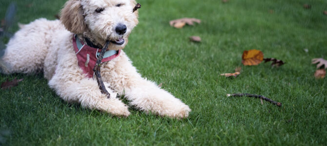 Auf den Hund gekommen. Tipps zur Hundefotografie