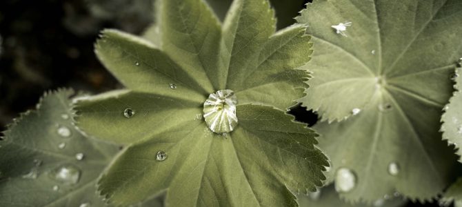 Ein Sommer im Aromagarten Erlangen – Farben, Formen und Strukturen